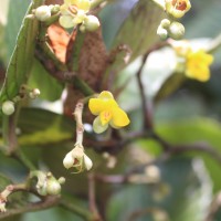 Schumacheria alnifolia Hook.f. & Thomson